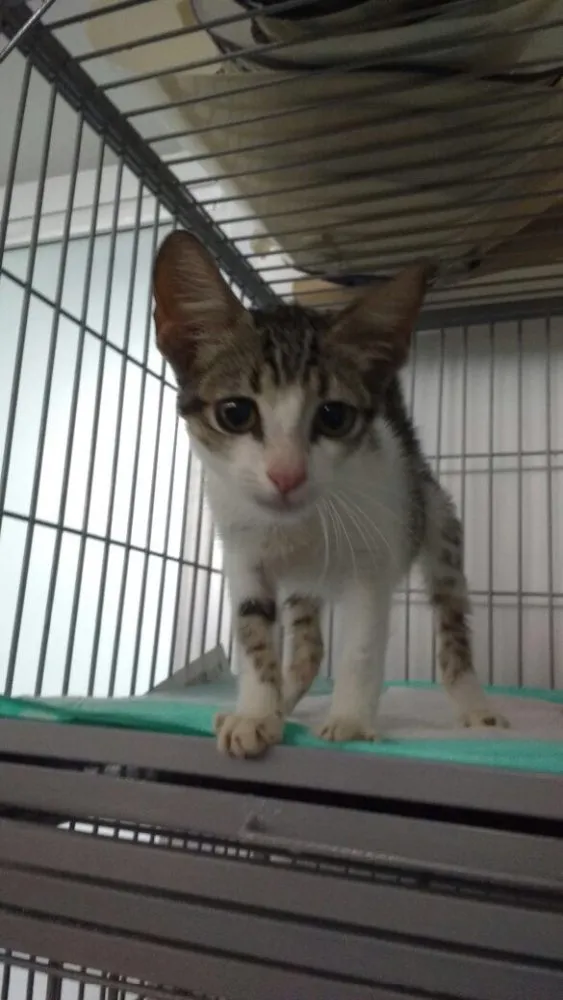 Gato raça Sem raça idade 2 a 6 meses nome Flash