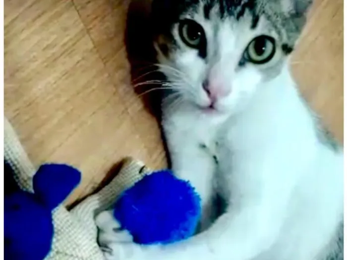 Gato raça Sem raça idade 2 a 6 meses nome Flash