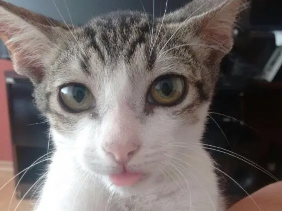 Gato raça Sem raça idade 2 a 6 meses nome Flash