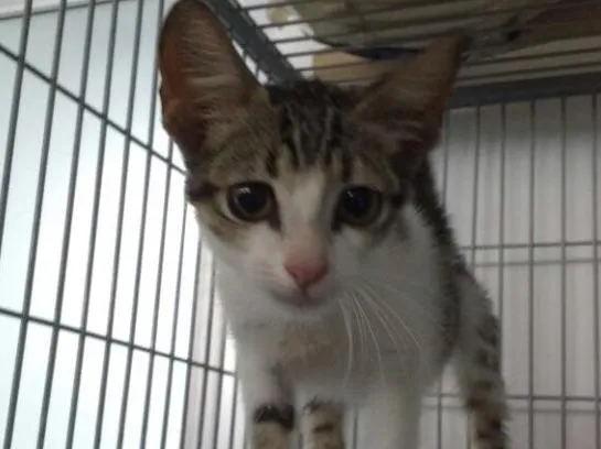 Gato raça Sem raça idade 2 a 6 meses nome Flash