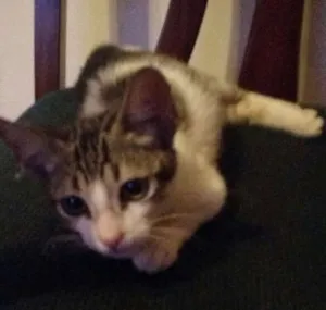 Gato raça Sem raça idade 2 a 6 meses nome Flash