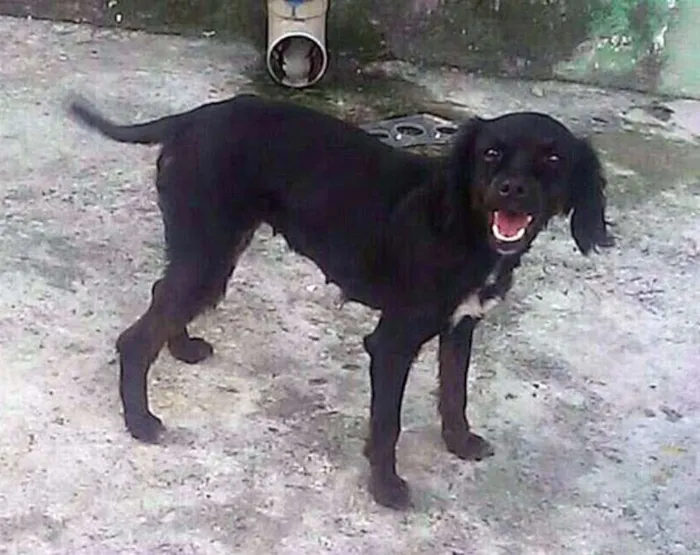 Cachorro ra a SRD idade 1 ano nome SEM NOME