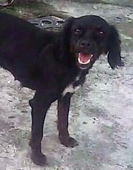Cachorro ra a SRD idade 1 ano nome SEM NOME