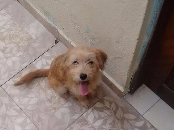 Cachorro ra a  idade 2 a 6 meses nome Dora e bela