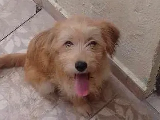 Cachorro ra a  idade 2 a 6 meses nome Dora e bela