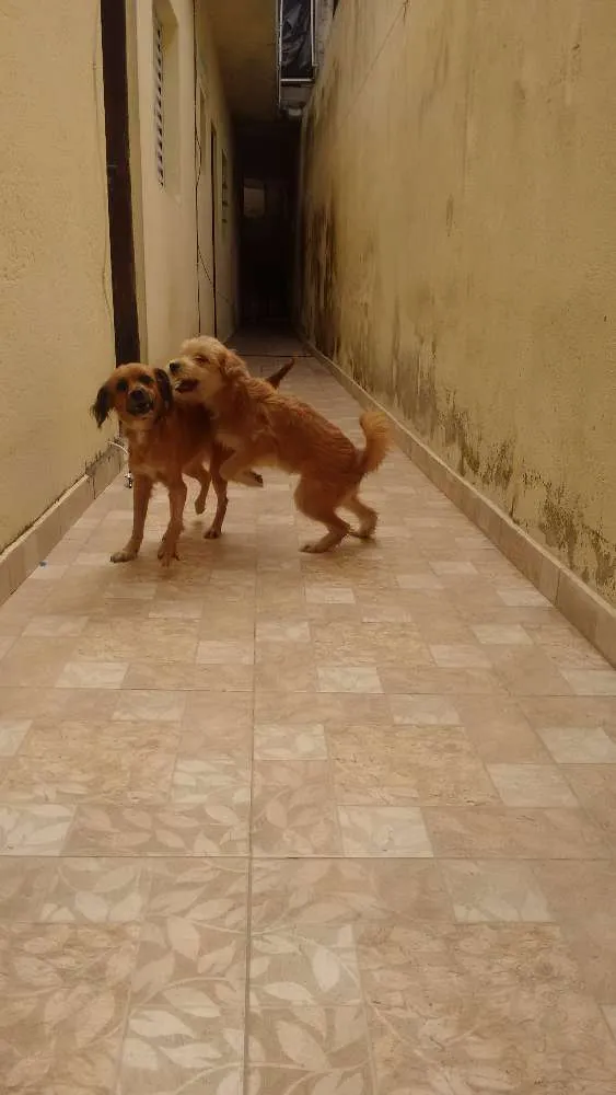 Cachorro ra a  idade 2 a 6 meses nome Dora e bela