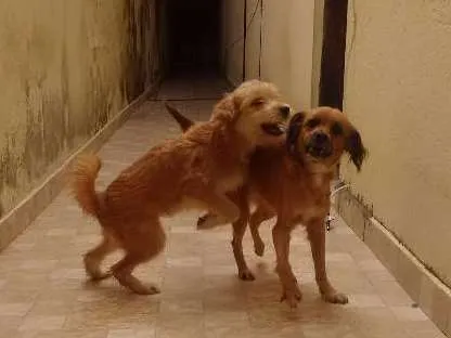 Cachorro ra a  idade 2 a 6 meses nome Dora e bela