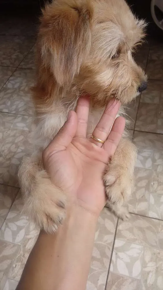 Cachorro ra a  idade 2 a 6 meses nome Dora e bela