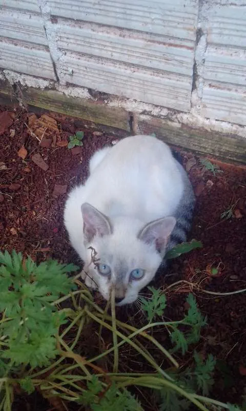 Gato ra a vira-lata, parece uma toquines com singapura  idade 2 a 6 meses nome Liz
