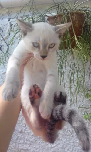 Gato raça vira-lata, parece uma toquines com singapura  idade 2 a 6 meses nome Liz