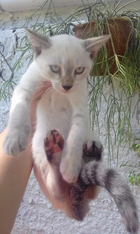 Gato ra a vira-lata, parece uma toquines com singapura  idade 2 a 6 meses nome Liz