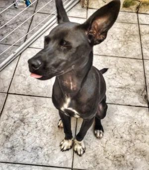 Cachorro raça Vira-lata  idade 7 a 11 meses nome Max