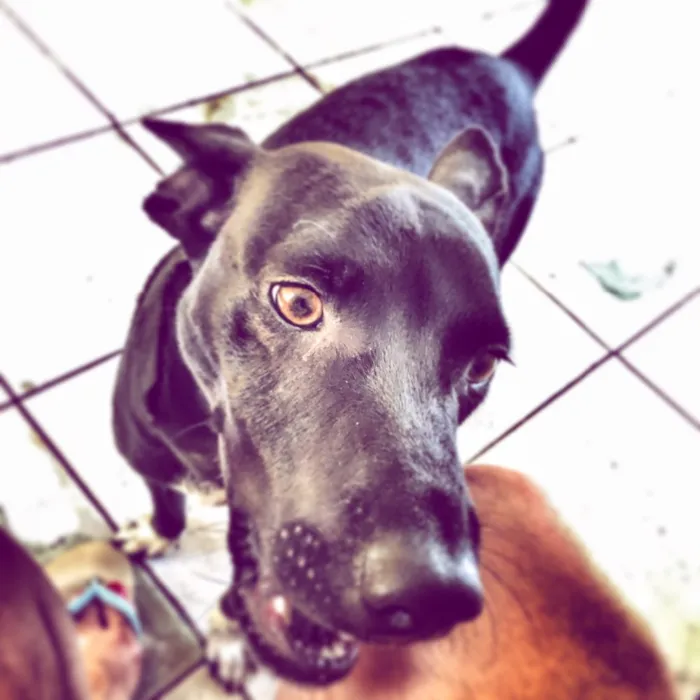 Cachorro raça Vira-lata  idade 7 a 11 meses nome Max
