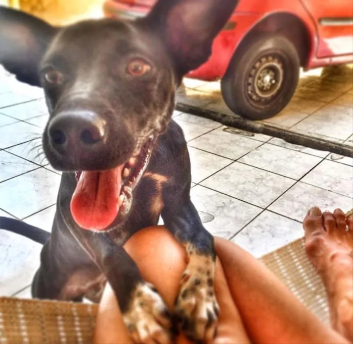 Cachorro raça Vira-lata  idade 7 a 11 meses nome Max