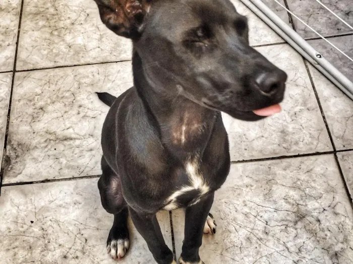 Cachorro raça Vira-lata  idade 7 a 11 meses nome Max