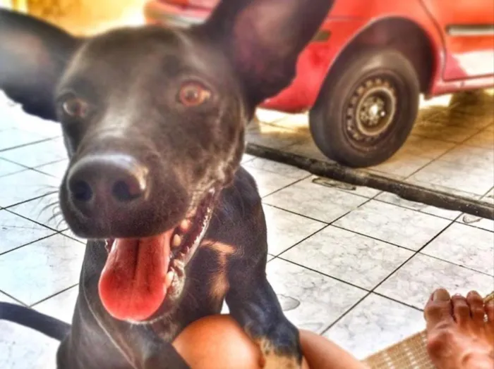 Cachorro raça Vira-lata  idade 7 a 11 meses nome Max
