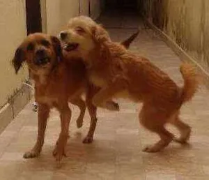Cachorro raça  idade 2 a 6 meses nome Dora e bela