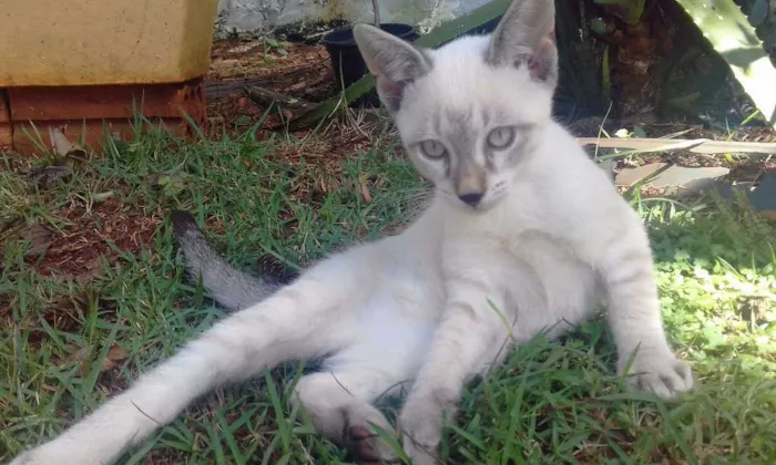 Gato ra a vira-lata, parece um Tonquinês idade 2 a 6 meses nome Ollin