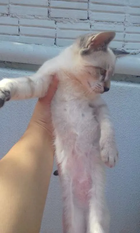 Gato ra a vira-lata, parece um Tonquinês idade 2 a 6 meses nome Ollin