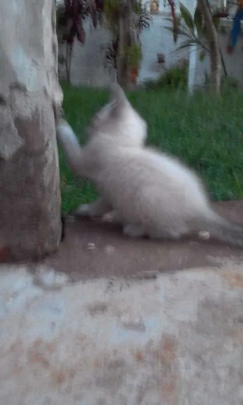 Gato ra a vira-lata, parece um Tonquinês idade 2 a 6 meses nome Ollin