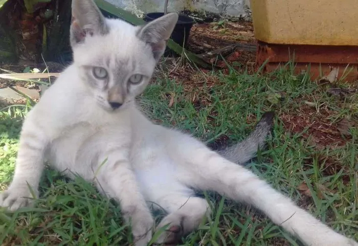 Gato ra a vira-lata, parece um Tonquinês idade 2 a 6 meses nome Ollin