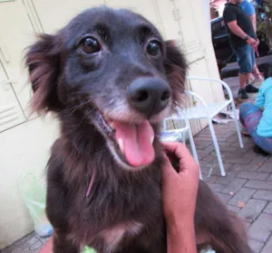 Cachorro raça SRD idade 5 anos nome Boneca