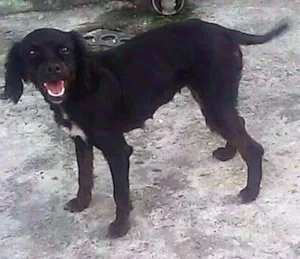 Cachorro raça SRD idade 1 ano nome SEM NOME