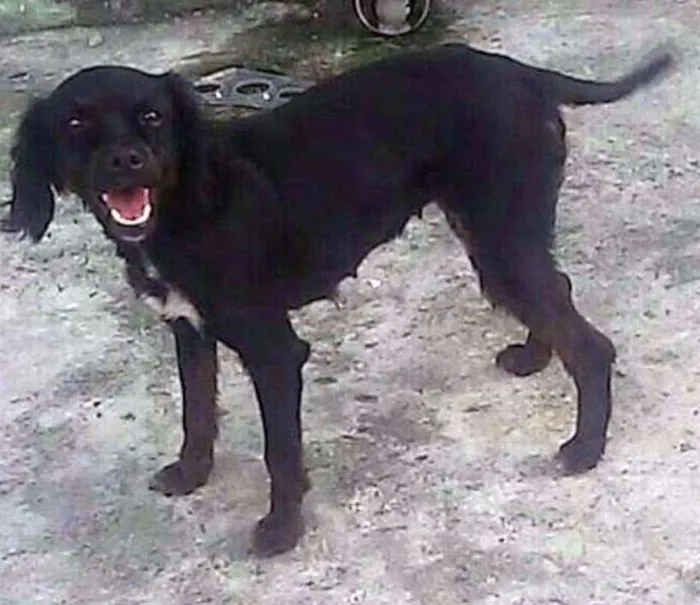 Cachorro ra a SRD idade 1 ano nome SEM NOME