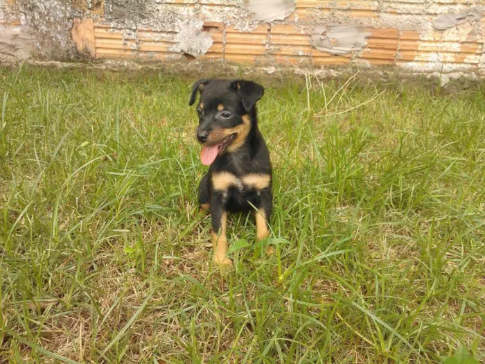 Cachorro ra a SRD idade Abaixo de 2 meses nome Sem Nome