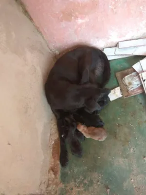 Cachorro raça SRD idade 2 anos nome Jessy