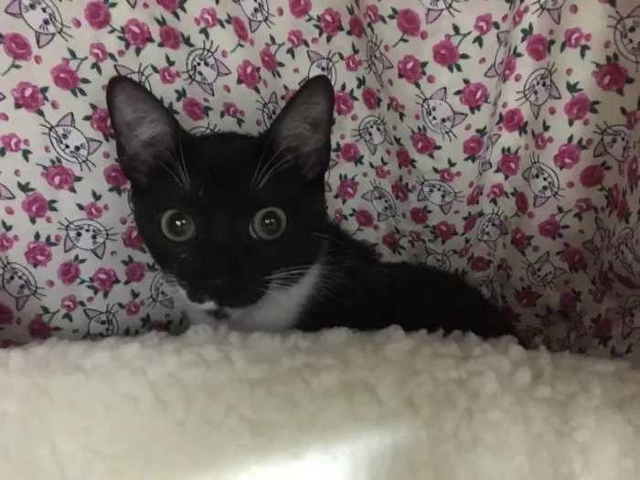 Gato ra a SRD idade 2 a 6 meses nome Sininho