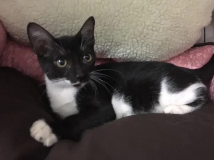 Gato ra a SRD idade 2 a 6 meses nome Sininho