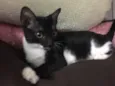 Sininho