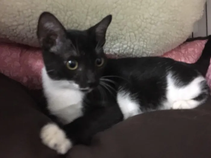 Gato ra a SRD idade 2 a 6 meses nome Sininho