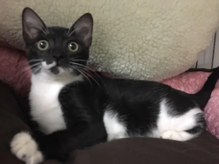 Gato ra a SRD idade 2 a 6 meses nome Sininho