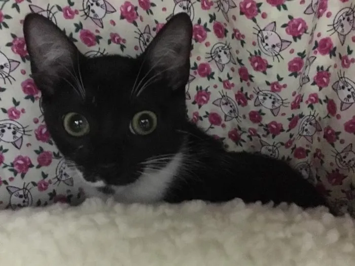 Gato ra a SRD idade 2 a 6 meses nome Sininho