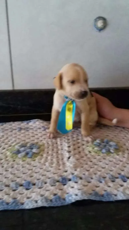 Cachorro ra a SRD idade Abaixo de 2 meses nome Filhotes 