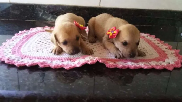 Cachorro ra a SRD idade Abaixo de 2 meses nome Filhotes 