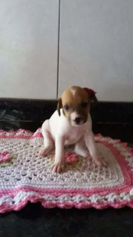 Cachorro ra a SRD idade Abaixo de 2 meses nome Filhotes 
