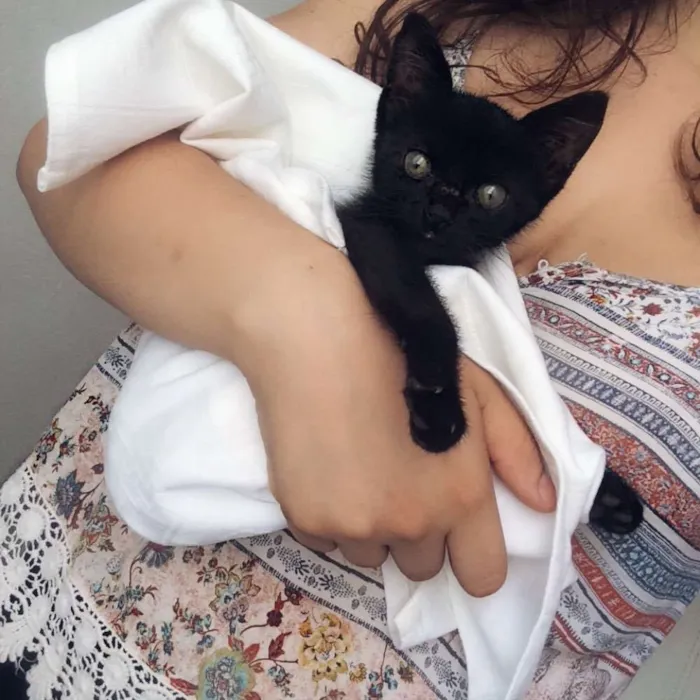 Gato raça  idade Abaixo de 2 meses nome Petunia