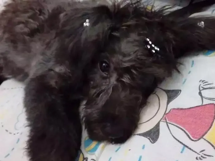 Cachorro ra a "Poodle" idade 2 a 6 meses nome Melissa