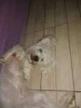 Bob