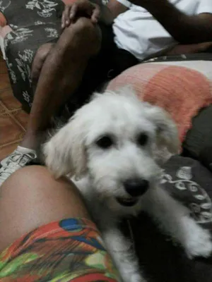 Cachorro raça Poodle idade 3 anos nome Bob