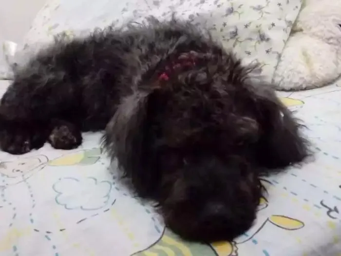 Cachorro ra a "Poodle" idade 2 a 6 meses nome Melissa