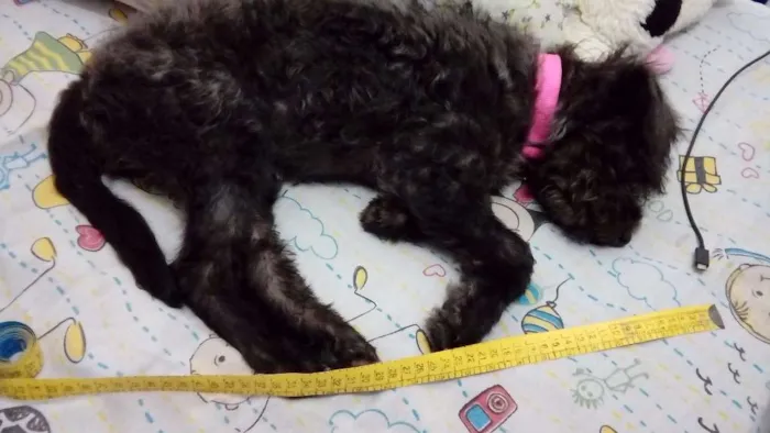 Cachorro ra a "Poodle" idade 2 a 6 meses nome Melissa