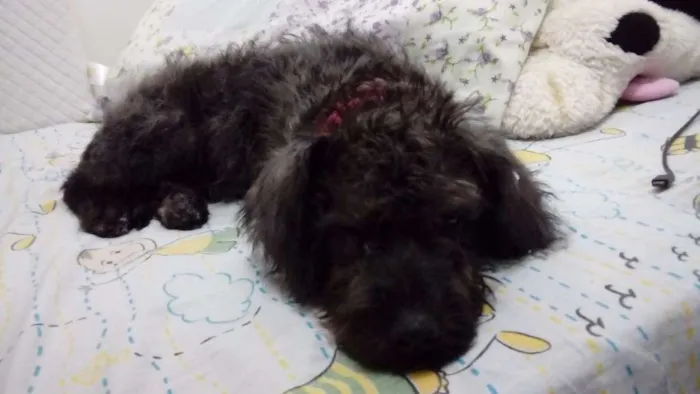 Cachorro ra a "Poodle" idade 2 a 6 meses nome Melissa