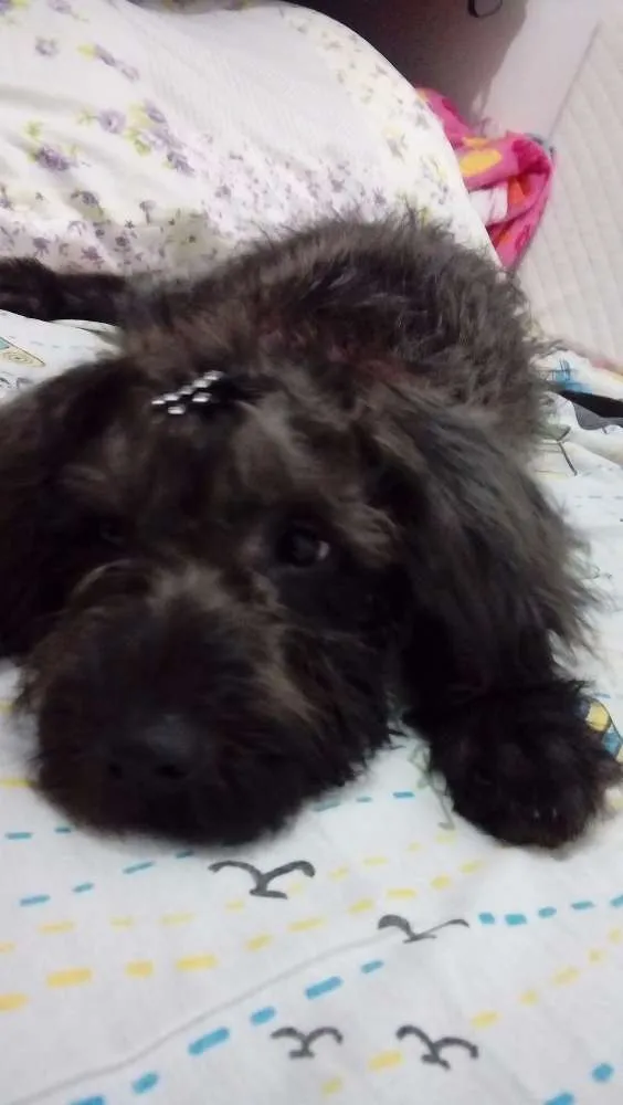 Cachorro ra a "Poodle" idade 2 a 6 meses nome Melissa