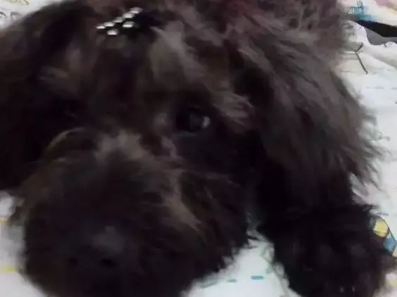 Cachorro ra a "Poodle" idade 2 a 6 meses nome Melissa