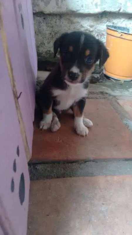Cachorro ra a vira lata idade 2 a 6 meses nome sem nome