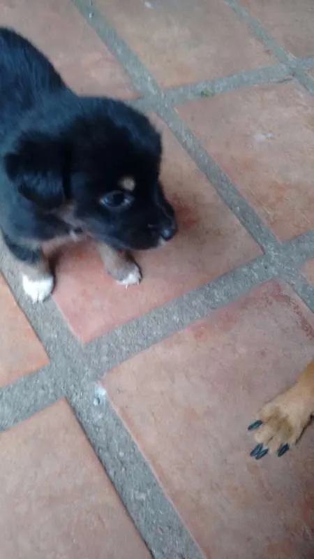 Cachorro ra a vira lata idade 2 a 6 meses nome sem nome